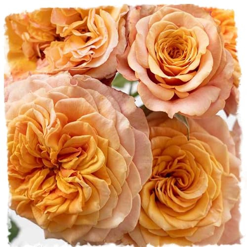 Crazy Love Rose 1.5 Gallon Potted, Own Root Live Plant, Orange Flowers Heavy Reblooming Floribunda, Stargazer Perennials