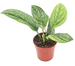 Monstera Peru - 4'' from California Tropicals
