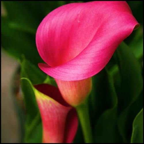 Calla Lily Bulbs,Calla Lily Plants Live Calla Lily Bulbs UK(Ornamental Flowers,Garden Flowers,Plant Bulbs,Hardy Perennial,Wedding Flowers)-10bulbs-a
