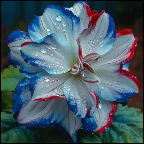 Dalias Rizomas. ideal para embellecer el paisaje. Tolera el frío.Hojas altas y grandes. （NVNJHJN）.-2 Rizomas-C