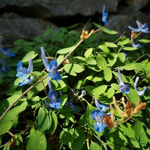 Delphinium ornamentali per zone soleggiate semi di delphinium Decorazioni giardino per esterni di selvatici esotici Arredamento 500semi