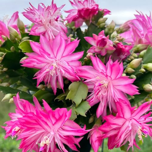 Cactus di Natale - da giardino roccioso in miniatura rampicanti biologiche, da interno decorazione autunnale con in vaso decorazioni giardino per esterni, 65semi