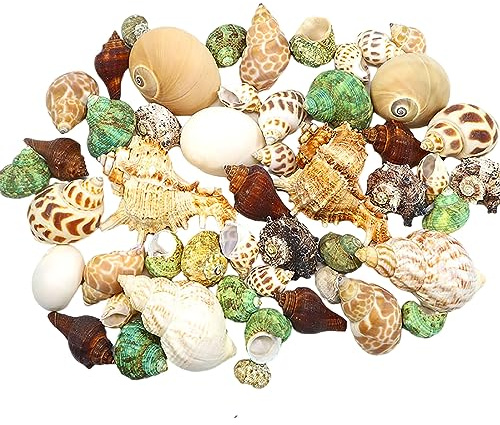 Coquillages naturels, Coquille de remplacement crabe ermite, coquille conque naturelle, décoration d'aquarium à faire soi-même(D)