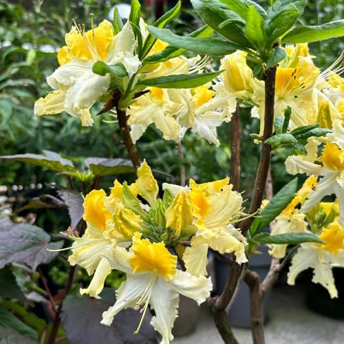 semillas de rododendro, Decoraciones de jardín exteriores azalea extraño invernaderos balcón orgánicas exterior 20pcs