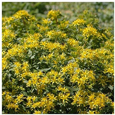 Sedum hybridum 'Czar's Gold' / Mongolian Stonecrop/Seeds