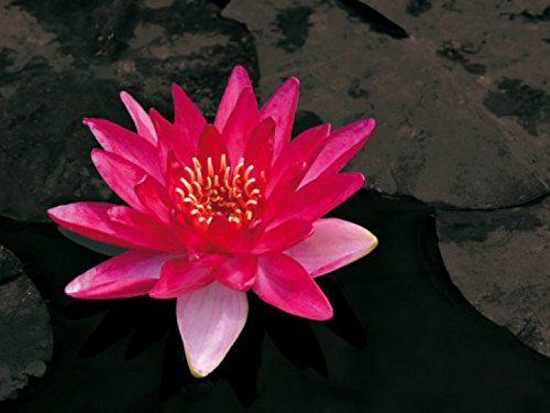 1art1 Blumen Poster Blütenzauber, Rote Seerose Bilder Leinwand-Bild Auf Keilrahmen | XXL-Wandbild Poster Kunstdruck Als Leinwandbild 80x60 cm