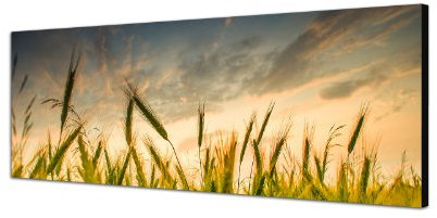 Augenblicke Wandbilder Keilrahmenbild Wandbild 150x50cm Kornfeld Sommer grün Wolkenhimmel