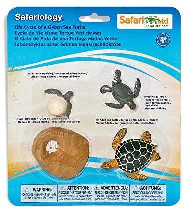 Safari Ltd. Lebenszyklus Einer grünen Meeresschildkröte – Lernspielzeugfiguren – Miniatur-Schildkröten-Lebenszyklus-Kollektion für Jungen, Mädchen und Kinder ab 4 Jahren, grün