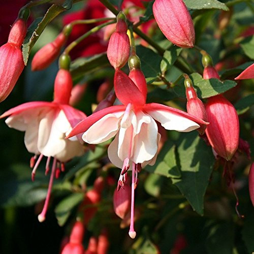Fuchsia Alice Hoffman - Outdoor Plants Garden Ready - Gorgeous Flowering Upright Garden Shrub - Hardy Plant for Pots, Containers, Flower Beds and Borders (9cm Pot, 10-20cm)