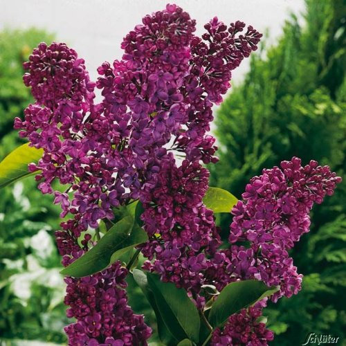 Edelflieder 'Andenken an Ludwig Späth' - Ein Klassiker