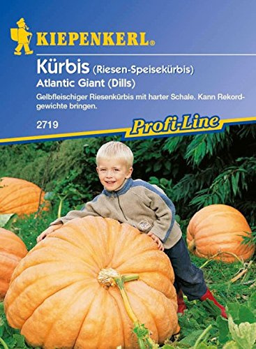 Kiepenkerl Riesenkürbis (Kürbis Atlantic Giant) 0-0cm / 1 Packung (Saatgut, Gemüse)