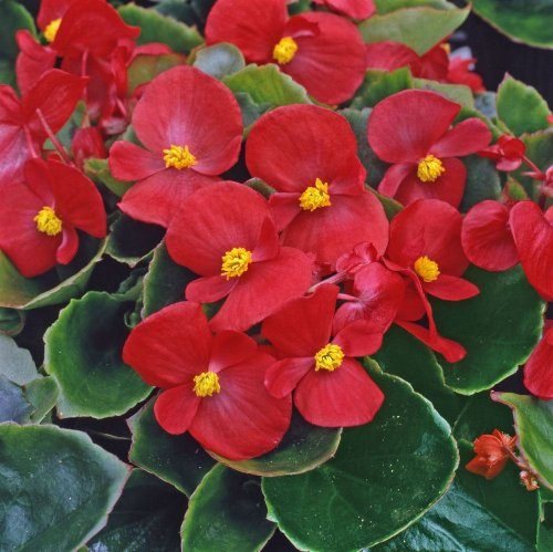 Just Seed - Flower - Begonia semerflorens - Heavens Red F1-20 Pelleted Seeds