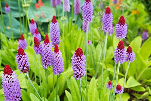 Primula Vialii, Orchid Primrose Seeds -Hundreds of Flowers