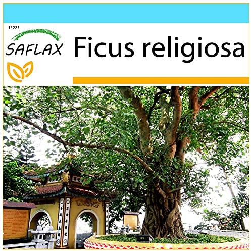 SAFLAX - Geschenk Set - Buddha-Feige/Bodhi-Baum - 100 Samen - Mit Geschenk- / Versandbox, Versandaufkleber, Geschenkkarte und Anzuchtsubstrat - Ficus religiosa