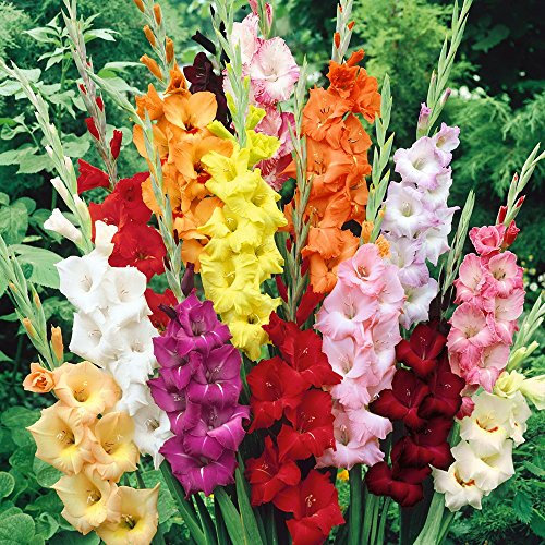 Gladioli Mixed x 30 Flower Corms/Bulbs. Pretty Colourful Summer Flowers. Easy to Grow