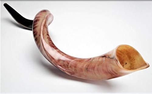 Kudu Yemenite Schofar Horn (voller poliert ca. 88,9 cm – 91,4 cm Judaica Israel