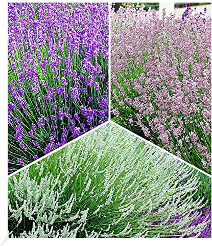 BALDUR Garten Winterharte Stauden Lavendel-Sortiment, 9 Pflanzen, blau, rosa, weiß, Duftlavendel, Lavandula angustifolia echter Lavendel, trockenresistent, mehrjährig, bienenfreundlich, blühend