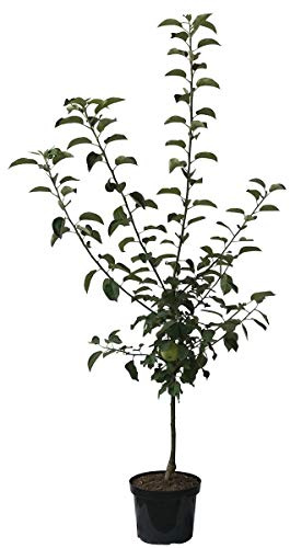Apfelbaum Biesterfelder Renette zweijährig historisch Apfel Buschbaum 110-140 cm 10 Liter Topf M7