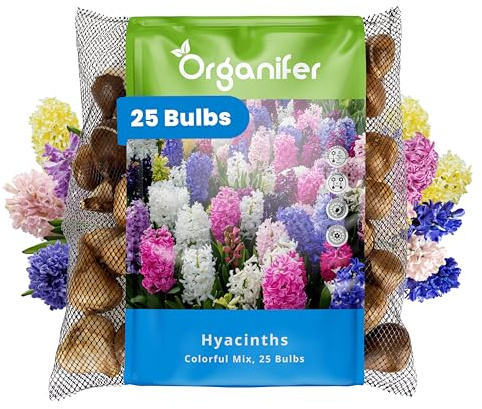 25 Bulbi Di Giacinto In Un Mix Colorato - Misura Xxl 16/17 Cm - Per Giardini Primaverili, Bordure E Vasi - Colori Intensi E Fioriture Durature - Qualità Premium - Organifer