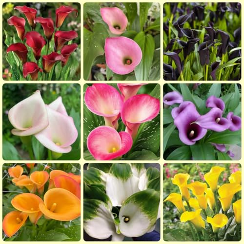 Bulbos de cala, bulbos de alcatraz, Los bulbos de cala son resistentes Zantedeschia aethiopica, decoración de jardín para exterior resistentes para balcones 12pcs
