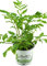 Baldrian, Valeriana officinalis, Baldrian Pflanze aus Nachhaltigem Anbau