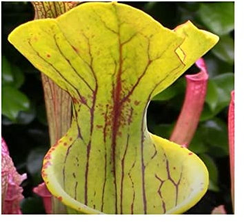 Stk - 5x Sarracenia oreophila Giant Fleischfressende Pflanzen - Samen B215 - Seeds & Plants Shop by Ipsa
