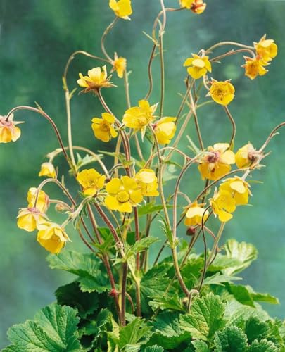 Geum urbanum 9x9 cm Topf – Winterhart, Mehrjährig, Pflegeleicht – Echte Nelkenwurz – Wildstaude für Naturgarten & Unterpflanzung