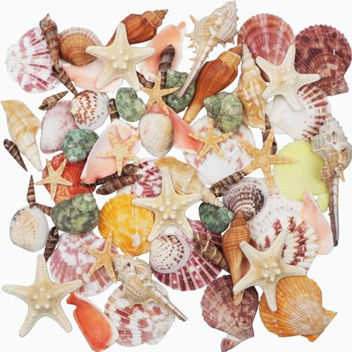 Aatpuss 70 Pièces Coquillages Mixtes, Coquillages Océaniques, 9 Sortes Mixte Océan Coquillages 2 Sortes Étoile de Mer 3-9 cm, Plage Coquillages pour Vase Remplissage Plage Fête Mariage Décoration