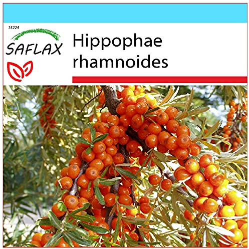 SAFLAX - Geschenk Set - Heilpflanzen - Sanddorn - 40 Samen - Mit Geschenk- / Versandbox, Versandaufkleber, Geschenkkarte und Anzuchtsubstrat - Hippophae rhamnoides