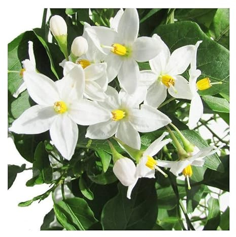 Solanum Jasminoides Natural Planta de Exterior Conocida como Jazmín Nocturno