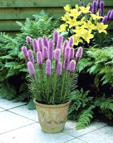 Buy4seeds 30 Liatris Spicata Perennial Seeds Easy for Grow Garden
