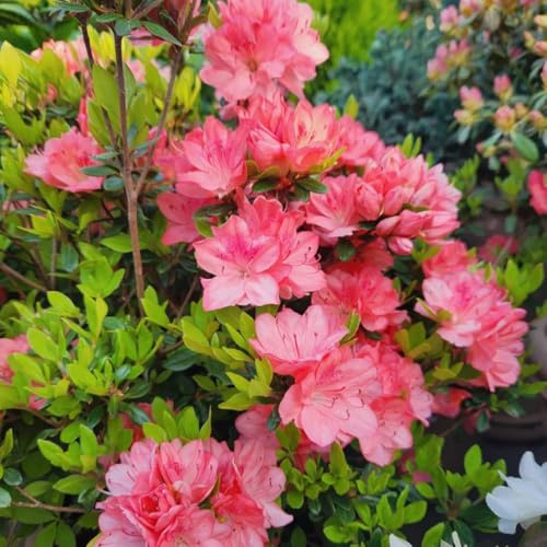 semillas de rododendro silvestres de balcón, cortadas de azalea trepadoras resistentes, orgánicas, 15pcs