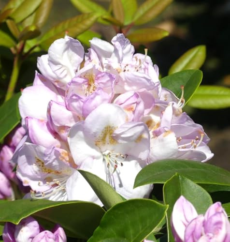INKARHO Großblumige Alpenrose Rhododendron Hybride Gomer Waterer 30-40 cm