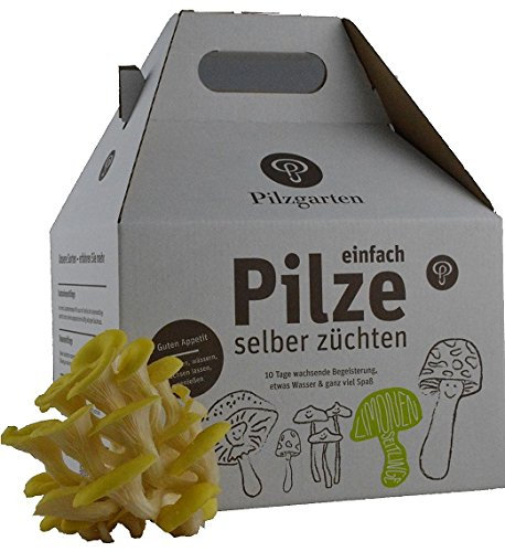Pilzzucht-Set Limonenseitling