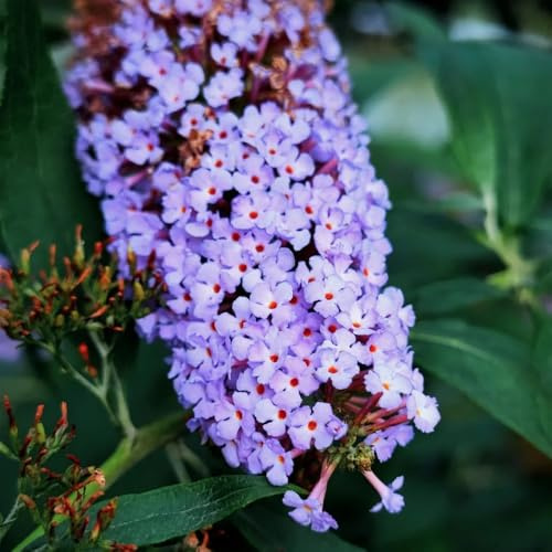 semi di lillà farfalla, esotiche farfalle buddleia resistente -Buddleja di copertura del terreno 85pcs