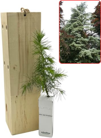 Cedro de Himalaya - Arbolito presentado en Caja de Madera para Regalar - Planta Viva - (1 Unidad)