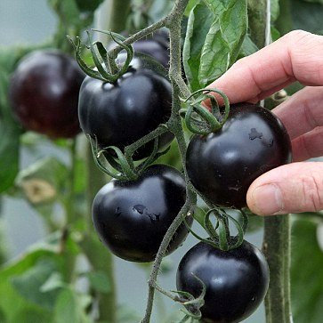 Halbschwarze Tomate Sehr lecker nutritivi Heidekraut Semi 100 semi/pacchetto