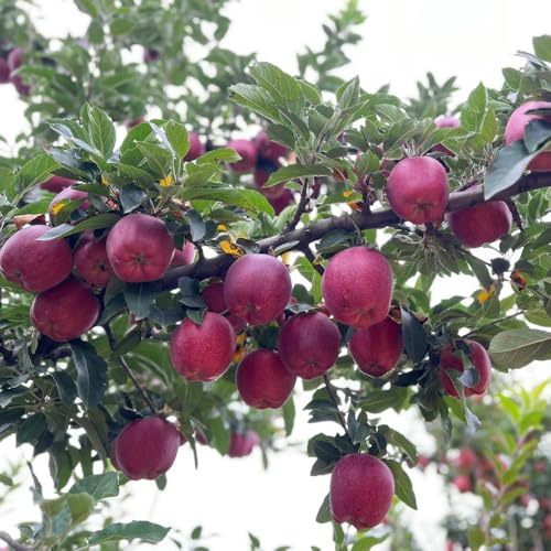 semillas de variedades antiguas de manzano - extremadamente resistentes lecho elevado 200pcs