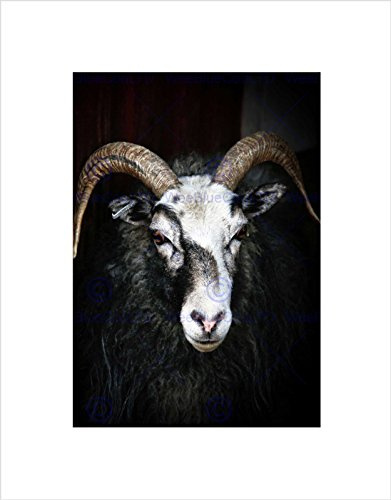 RAM SHEEP FACE CLOSE UP BLACK WHITE HORN BLACK FRAMED ART PRINT PICTURE B12X9676