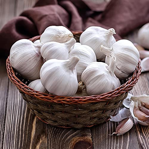 Garlic Cledor Garden Vegetable Plant Hardy Bulb Spring Planting Plant 2 Bulbs by