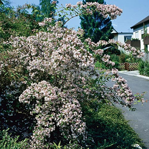GARTEN SCHLÜTER® Perlmuttstrauch - Kolkwitzia amabilis - 3 Liter - 40-60 cm