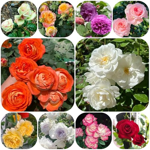 Semillas de rosal trepador, resistente y fragante en al aire libre de sombra, resistentes, silvestres, balcón, 125pcs