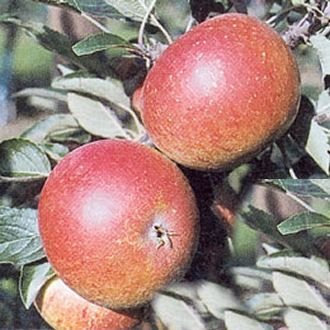 Apfelbaum Cox Orange Renette Apfel Cox Orange Renette - Malus Cox Orange Renette Containerware / 120-160 cm hoch,