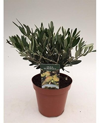 Olivenbaum Olea Europaea Stämmchen 30 cm - Formgehölz, dekorativ, pflegeleicht, ideal für Terrasse, Balkon und Garten - Robust & winterhart, perfekt für mediterrane Gartengestaltung