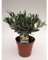 Olivenbaum Olea Europaea Stämmchen 30 cm - Formgehölz, dekorativ, pflegeleicht, ideal für Terrasse, Balkon und Garten - Robust & winterhart, perfekt für mediterrane Gartengestaltung