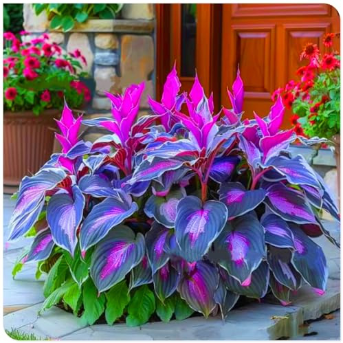Schöne Hosta, kältebeständig, mehrjährig, seltene Farbe, geeignet für die Gartendekoration-4 stück-E