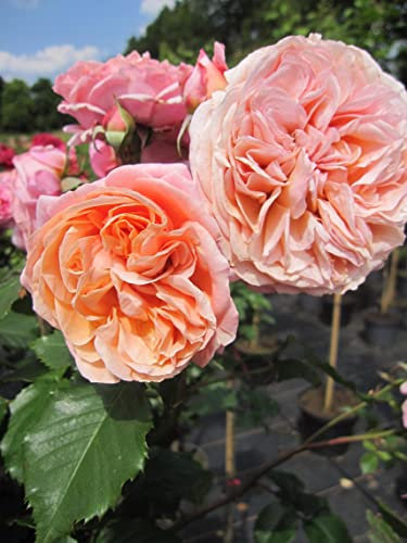 Rosa Mary Ann® - Stammrose Mary Ann ® - Nostalgie-Edelrose