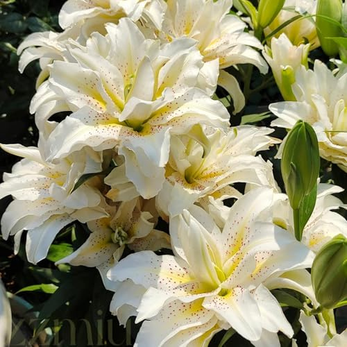Iirio azul Tubérculos/lirios naturales/Tenacidad | Espectaculares/Plantación en balcones o exteriores-2 Pcs-F