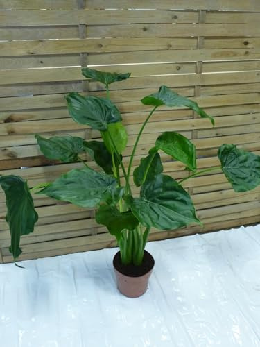 [Palmenlager] XL Alocasia cucullata - Elefantenohrpflanze - 120 cm - 2er Tuff/Zimmerpflanze mit großen Blättern