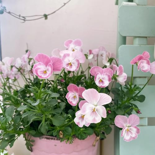 semillas de pensamiento - pensamientos semillas de silvestres sombra Decoraciones otoñales un jardín resistente ornamentales lugares soleados 600semillas